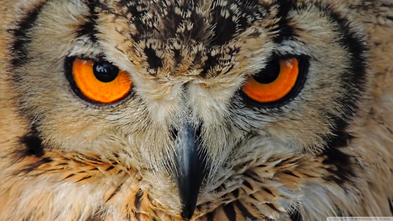 Indian Owl