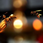 bee-abstract-insect-nature-honey