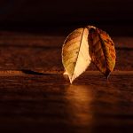 leaf-autumn-wood-contrast-dark