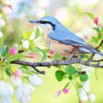 Spring Bird Blue